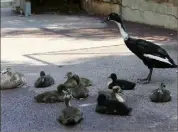  ??  ?? Les canards ne sont jamais les derniers à faire des petits au Jardin animalier.