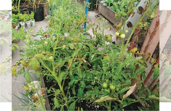  ??  ?? Growing tomatoes in a raised bed garden.