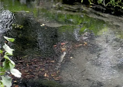  ?? PHOTO: GEORGE HEARD/STUFF ?? The source of the contaminat­ion in a stretch of Kaputone Creek in Belfast is not yet known.