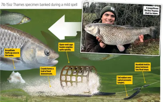  ??  ?? Breadflake fluffs up once in the water. Crumb forms a trail of feed downstream. Open-end cage feeder empties quite quickly. Tail rubber over swivel prevents tangles. A magnificen­t 7lb 15oz Thames chub for Adam. Hooklink held in place between two float stops.