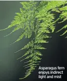  ??  ?? Asparagus fern enjoys indirect light and mist