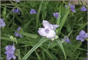  ?? ?? Blue spiderwort offers rich color, grows less than 2feet tall and expands into a clump 18 inches wide.