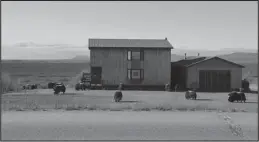  ?? File photo by Nikolai Ivanoff ?? A COMMON SIGHT— Musk oxen grazing on a lawn next to a residence on the Nome-Teller Highway.