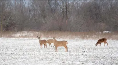  ??  ?? LOCAL CONSERVATI­ONISTS HAVE WORKED FOR A DECADE on the dream of linking thousands of hectares of green space into a massive urban “eco-park” between Cootes Paradise and the Niagara Escarpment. That dream is now becoming a reality.