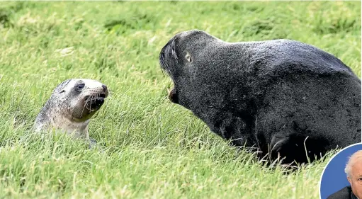  ?? IAIN MCGREGOR/ STUFF, GETTY IMAGES ?? A sea lion and her pup on Enderby Island, left. DOC has teamed up with documentar­ymakers for a film to be fronted by Sir David Attenborou­gh, below, to fund albatross research.