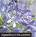  ??  ?? Agapanthus in the sunshine