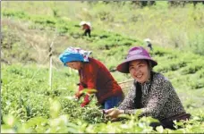  ?? CHENG CONG / FOR CHINA DAILY ?? Workers pick tea leaves at an organic tea garden in the Dabashan mountain area in Yuchi village, Tongjiang county, Sichuan province in April 2019.