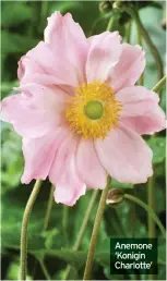  ??  ?? Anemone ‘Konigin Charlotte’