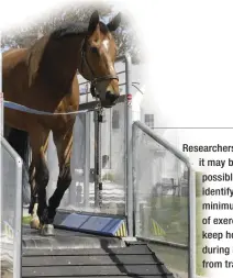  ??  ?? Researcher­s say it may be possible to identify a minimum level of exercise to keep horses fit during breaks from training.