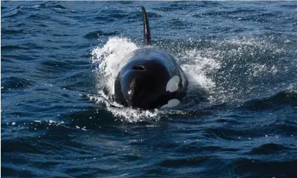  ?? ?? An orca off the coast of Shetland. PCBs have been found at very high levels in marine mammals. Photograph: Hugh Harrop/Alamy