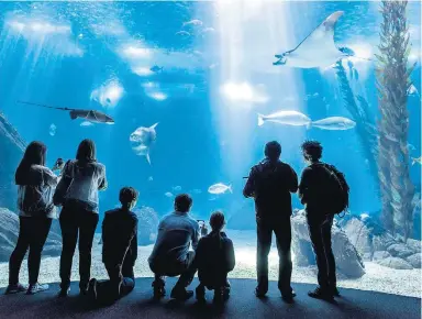  ?? PEDRO A. PINA ?? Beleza.
O paredão de água do Oceanário encanta adultos e crianças em Lisboa. São 500 espécies de peixes, aves, anfíbios e mamíferos