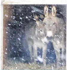  ??  ?? It’s not groundhog day at the hobby farm in Somerset NS, but when the donkeys (Béla and Bartók) stay in, so does their owner, Luc!