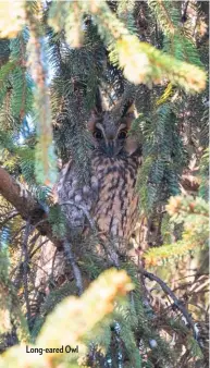  ??  ?? Long-eared Owl