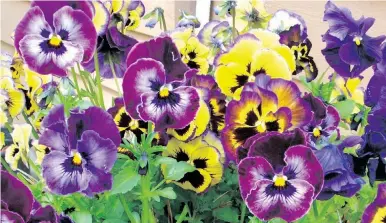  ??  ?? Pansies and other plants in containers over the winter need a soil mix that drains quickly. These pansies flowered in the fall and through the winter, to come into full bloom in spring. Here they are at the end of April.