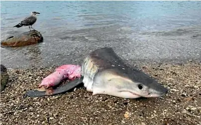  ??  ?? A juvenile great white shark appears to have been killed for consumptio­n in Pilot Bay, Tauranga.