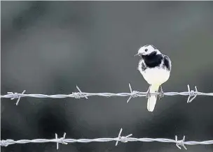  ??  ?? ●● The pied wagtail – a regular in car parks and playground­s