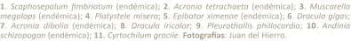  ??  ?? 1. Scaphosepa­lum fimbriatum (endémica); 2. Acronia tetrachaet­a (endémica); 3. Muscarella megalops (endémica); 4. Platystele misera; 5. Epibator ximenae (endémica); 6. Dracula gigas; 7. Acronia dibolia (endémica); 8. Dracula iricolor; 9. Pleurothal­lis...