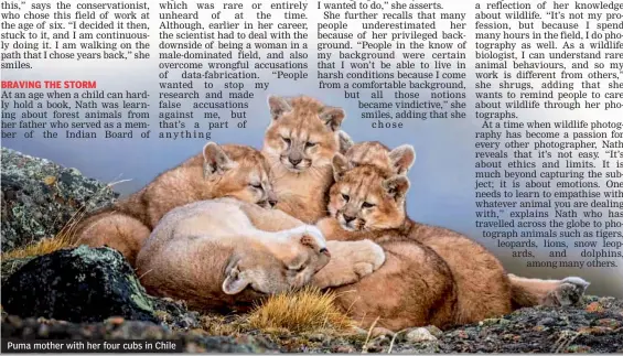 ??  ?? Puma mother with her four cubs in Chile
