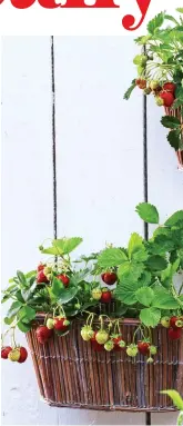  ??  ?? CREAM OF THE CROP: Home-grown strawberri­es taste fabulous and can even be grown in hanging baskets
