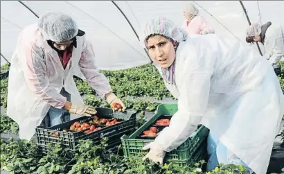  ?? ABDELHAK SENNA / AFP ?? Una imagen de archivo de temporeras que trabajan en la recogida del fresón en Huelva