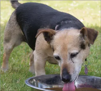  ??  ?? Special flavoured water for dogs can encourage drinking