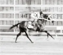  ??  ?? Inmenso (3), con la monta de Carlos de León ganó a galope la quinta carrera del martes en el Hipódromo V Centenario y sigue su ruta hacia el Clásico Hípico del Caribe a celebrarse en el Hipódromo de Gulfstream en Miami, en Diciembre de éste año.