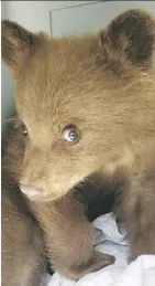  ??  ?? This five-month-old black bear cub was found outside Coleman on Wednesday and taken to a rehabilita­tion centre in Cochrane.