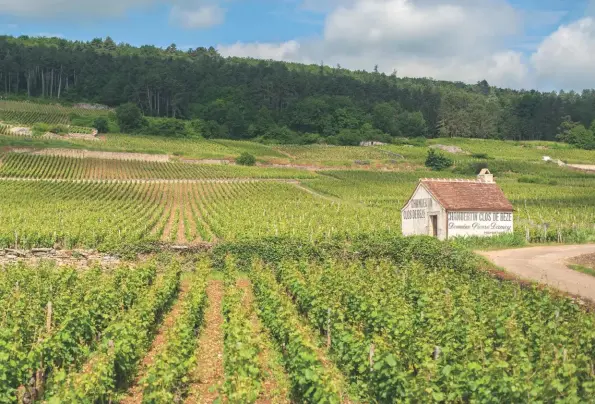  ??  ?? Above: are grands crus such as Chambertin Clos de Bèze better able to resist heat and drought, or are they living on borrowed time?