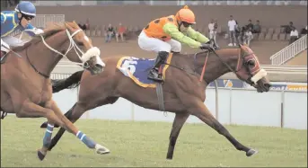  ??  ?? Duncan Howells saddles WILD WICKET for the Grade 3 Kings Cup (sixth race) over 1 600m at Greyville today. Marco van Rensburg has the ride.