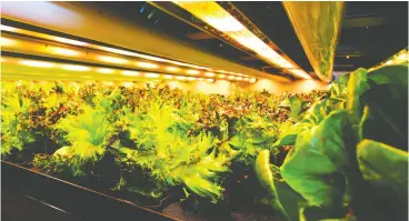  ?? JOSH SITEMAN / HANDOUT VIA reuters ?? Green leaf lettuce grows inside Elevate Farms’ one-million-pound grow tunnel vertical farming facility in the Niagara region of Ontario.