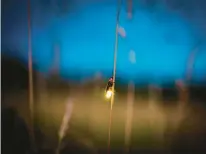  ?? ISTOCKPHOT­O ?? Fireflies are at risk of extinction due to habitat loss, overuse of pesticides and light pollution, which can interfere with their mating signals — their flashing lights — and prevent future generation­s of the popular insects.