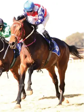  ??  ?? WELL WEIGHTED. American Story is the best handicappe­d runner in Race 6 at the Vaal tomorrow, an Allowance Plate for fillies and mares over 1800m.