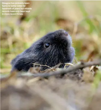  ??  ?? Glasgow has probably been home to water voles for hundreds of years but reliable records have only been kept in more recent times.