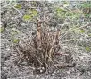  ?? PHOTOS CONTRIBUTE­D ?? Rejuvenati­on pruning of an overgrown ninebark.