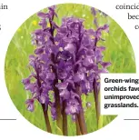  ??  ?? Green-winged orchids favour unimproved grasslands.