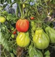  ?? Foto: Marcus Merk (Archiv) ?? Tomaten haben kaum Kalorien, aber wertvolle Vitamine. Beim Gartenbauv­erein gibt es einen Vortrag über alte Sorten.