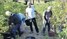  ??  ?? On est heureux de se retrouver dans les vignes pour cette fête traditionn­elle de la vendange.