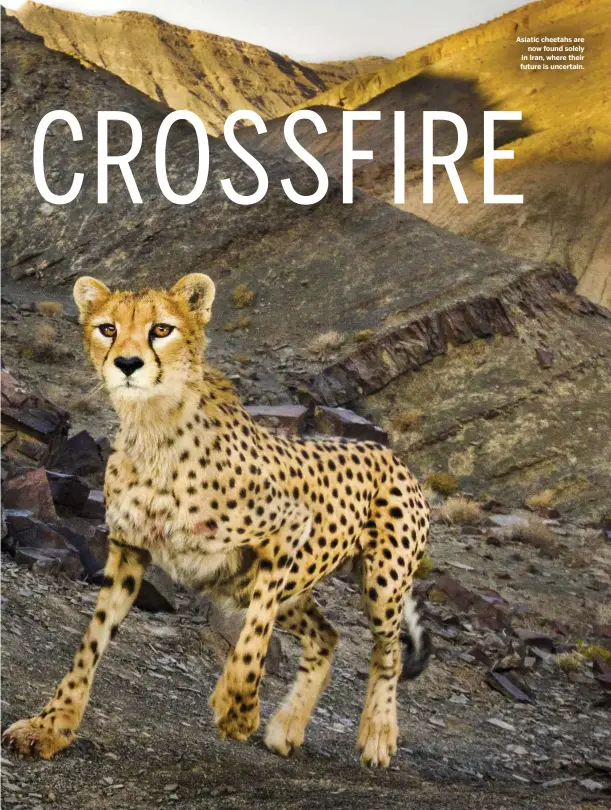  ??  ?? Asiatic cheetahs are now found solely in Iran, where their future is uncertain.