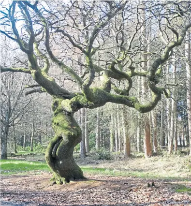  ?? Angus Whitson. ?? This “elderly, tortured, twisted sweet chestnut tree” and the Man With Two Dogs have become well acquainted over the years. Picture: