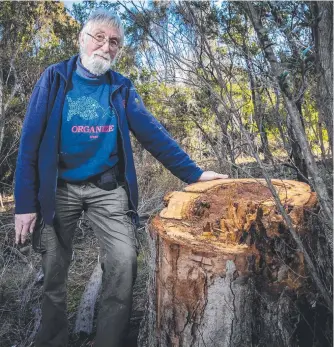  ??  ?? Bob Holderness-Roddam is a regular user of Poimena Reserve in Austins Ferry where he found a large tree had been chopped down and taken. Picture: Richard Jupe