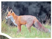  ??  ?? The Balgay Hill woods are home to red squirrels, foxes and giant redwoods