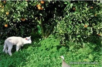  ??  ?? Animals in the orchard.