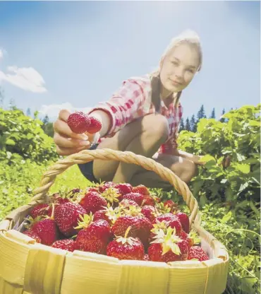  ??  ?? Scotland’s berry crop is under threat from a shortage of season labour argue MPS