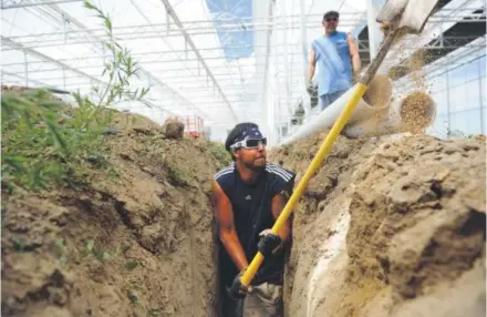  ??  ?? Mike Limon shovels dirt from the floor of a greenhouse, which will be used to grow recreation­al marijuana, while Carlos Burciaga waits to place PVC pipes into the ground on July 22 in Avondale. GrowCo Inc., a subsidiary of Denver-based Two Rivers Water...