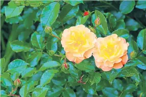  ??  ?? An apricot-orange rose flower in bloom is a perfect picture of summer.