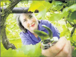  ??  ?? Liz Robson, proprietor of Rothley Wine.