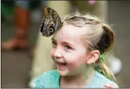  ??  ?? Violet Powell, 5, reacts as a giant owl butterfly lands on her face in the Butterfly Jungle exhibit.