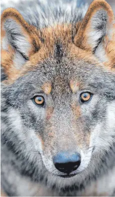  ?? FOTO: DAVID EBENER ?? Im Landkreis Oberallgäu hat sich wohl ein Wolf angesiedel­t. Wie wahrschein­lich ist es, dass er bald ein Rudel gründet? Im Interview gibt ein Experte eine Antwort auf diese Frage.