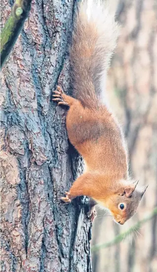  ??  ?? Keep your eyes peeled and you may be lucky enough to spot a plethora of wildlife in and around Aberdeen.