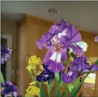  ?? Submitted photo ?? IRIS SALE: The 2018 Iris Sale sponsored by the Hot Springs Iris Society will begin at 7 a.m. Saturday at Transporta­tion Depot. The irises above were grown this past spring by a society member.